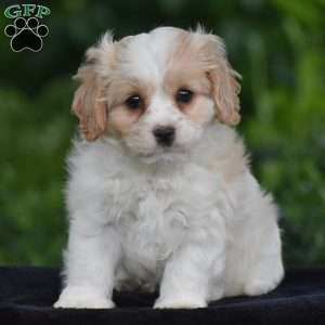 Tony, Cavachon Puppy